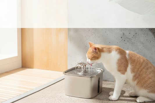 How to Choose the Best Cat Water Fountain for Your Feline Friend