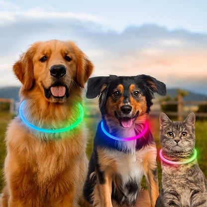 Two dogs and a cat wearing colorful LED glow collars outdoors
